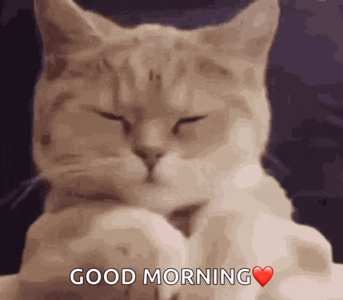 Cat GIF