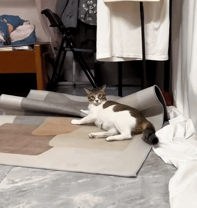 Cat Jump GIF