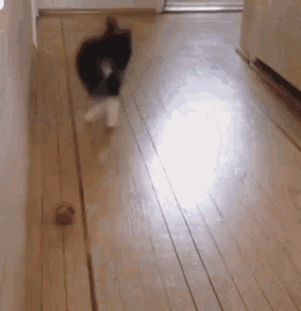 Cat Jumping GIF