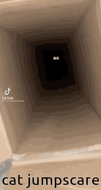 Cat Jumpscare GIF