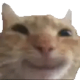 Cat Sticker