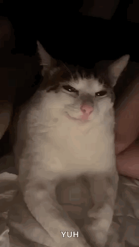 Cat Kat GIF