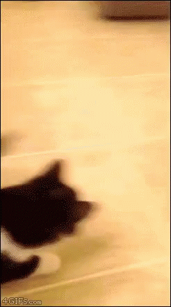 Cat Kid GIF