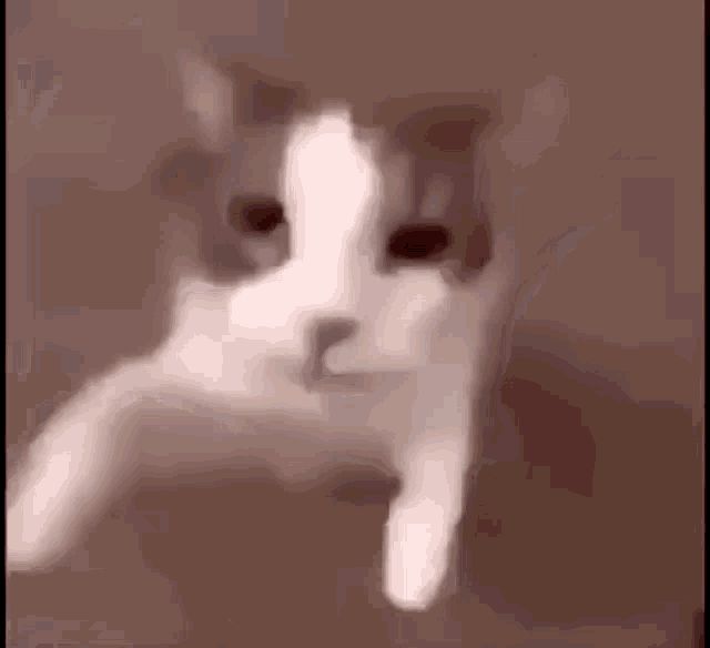 Cat Kiss Cock GIF