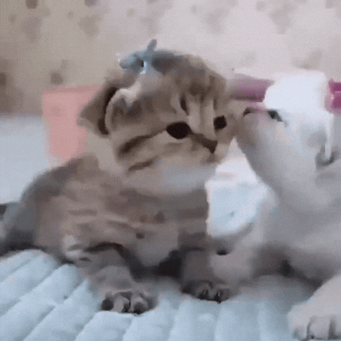 Cat Kiss Kitten Kiss GIF