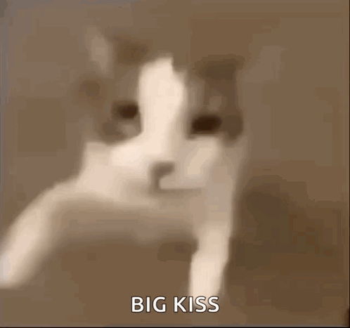Cat Kiss GIF