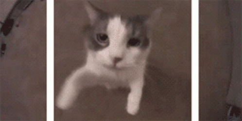 Cat Kiss GIF