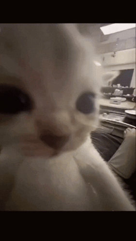 Cat Kitten GIF