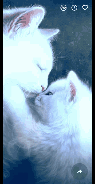 Cat Kitten GIF