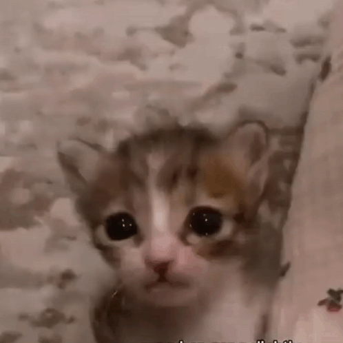 Cat Kitten GIF