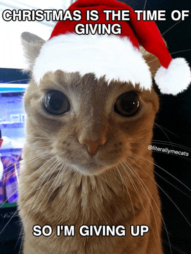 Cat Kitten Meme