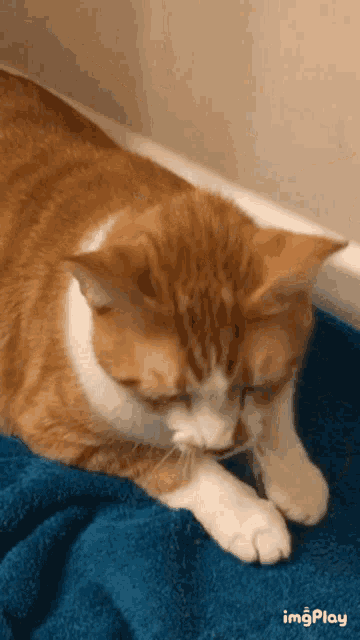 Cat Kitten GIF
