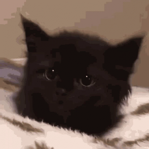 Cat Kitten GIF