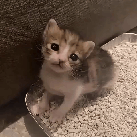 Cat Kitten GIF
