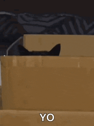 Cat Kitten GIF