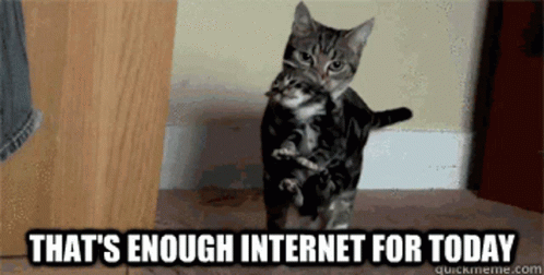 Cat Kitten GIF
