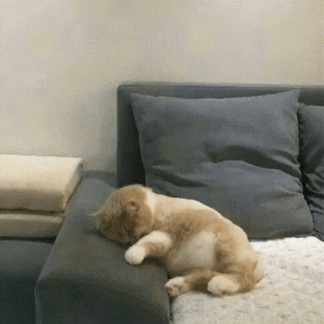 Cat Kitten GIF