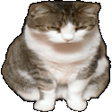 Cat Kitten Sticker