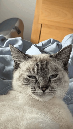Cat Kitten GIF. This 281 x 498 animated GIF is part of our lady and the tramp siamese cats collection. Related themes include annoyed, cat, cute cat…