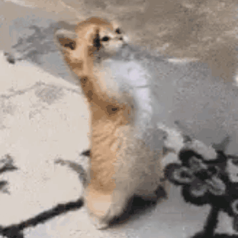 Cat Kitten GIF