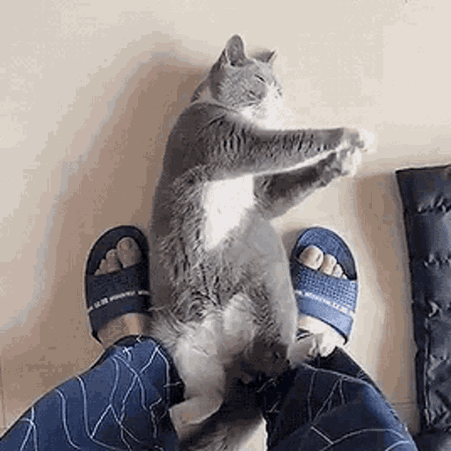 Cat Kitty GIF
