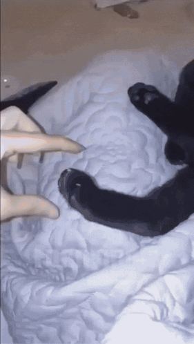 Cat Kitty GIF
