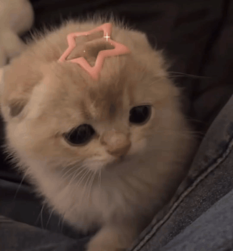 Cat Kitty GIF