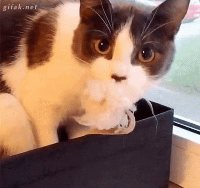 Cat Kitty GIF