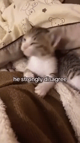 Cat Kitty GIF
