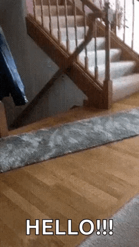 Cat Kitty GIF