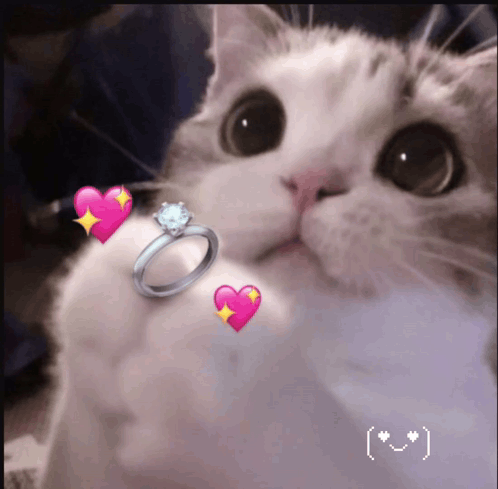 Cat Kitty GIF