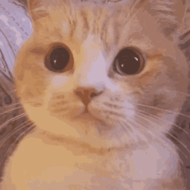 Cat Kitty GIF