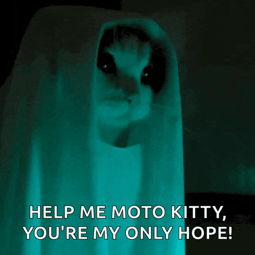 Cat Kitty GIF