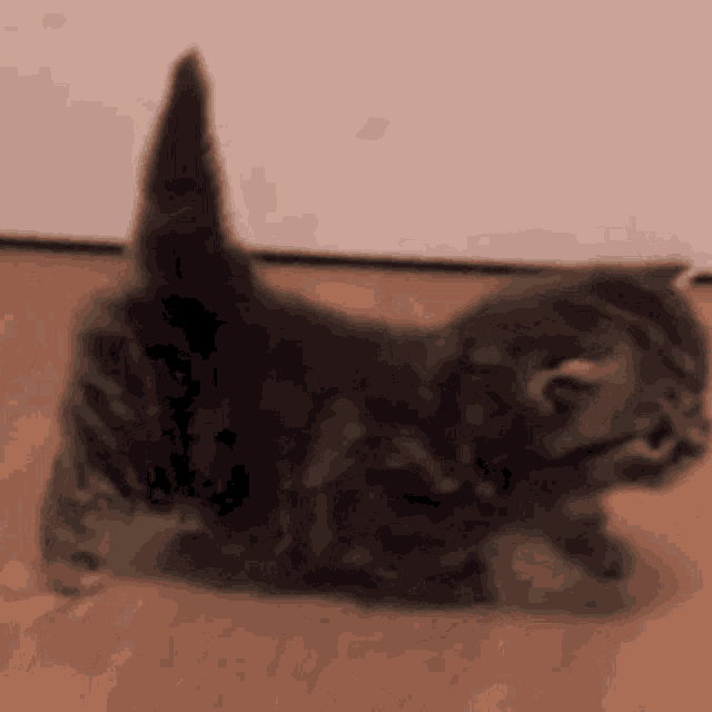 Cat Kitty GIF
