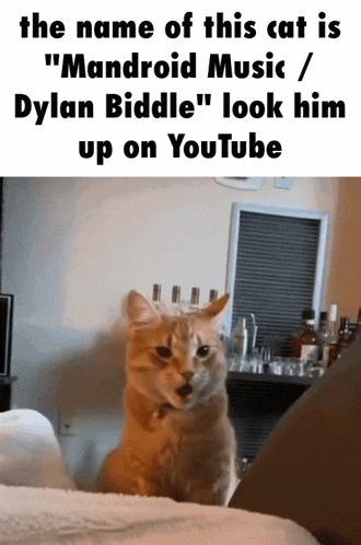 Cat Kitty GIF