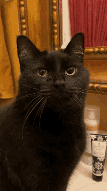 Cat Kitty GIF