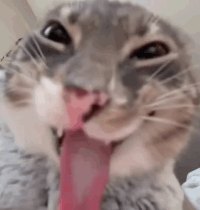 Cat Kitty GIF