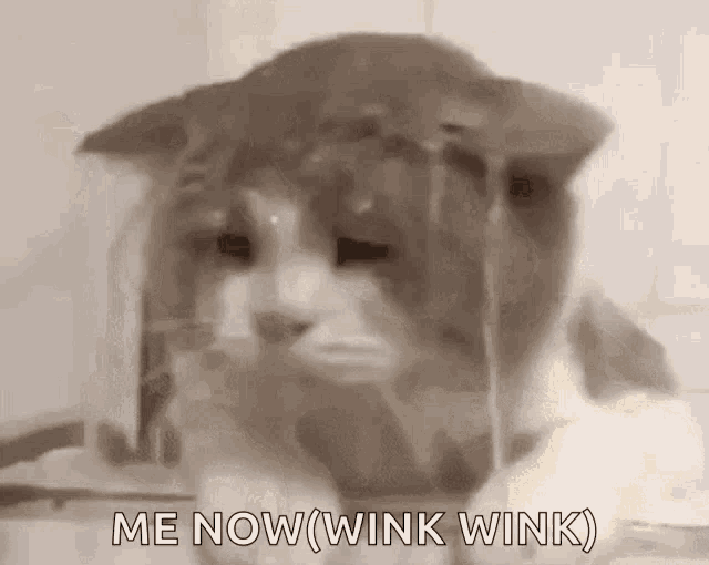Cat Kitty GIF