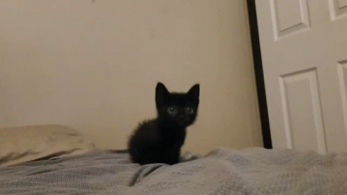 Cat Kitty GIF