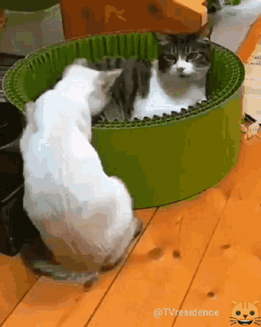 Cat Kitty GIF