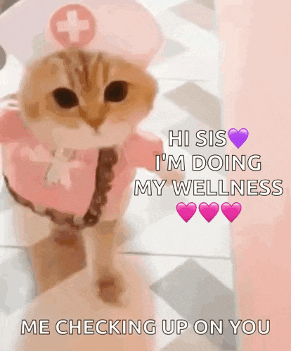 Cat Kitty GIF