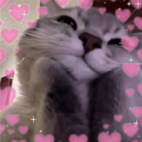 Cat Kitty GIF