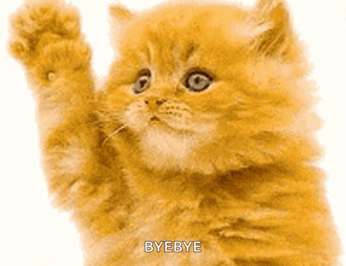 Cat Kitty GIF