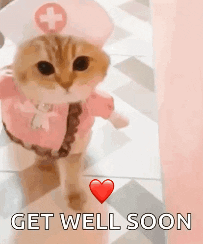 Cat Kitty GIF