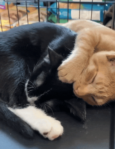 Cat Kitty GIF