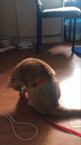 Cat Kitty GIF. This 278 x 498 animated GIF is part of our cutting ribbon collection. Related themes include cat, cute. Created by Mmvcruz. View the original…