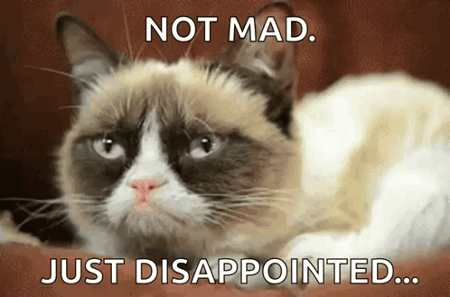 Cat Kitty GIF
