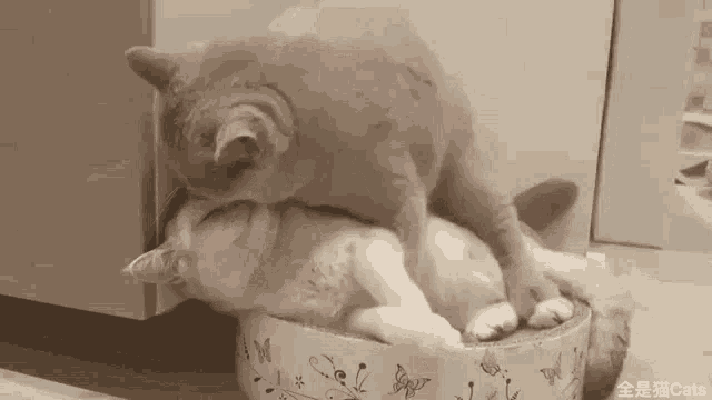 Cat Kitty GIF