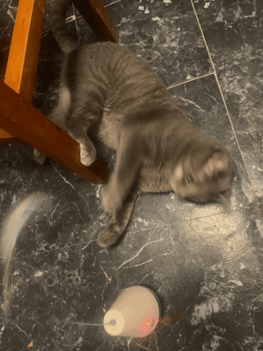 Cat Kitty GIF