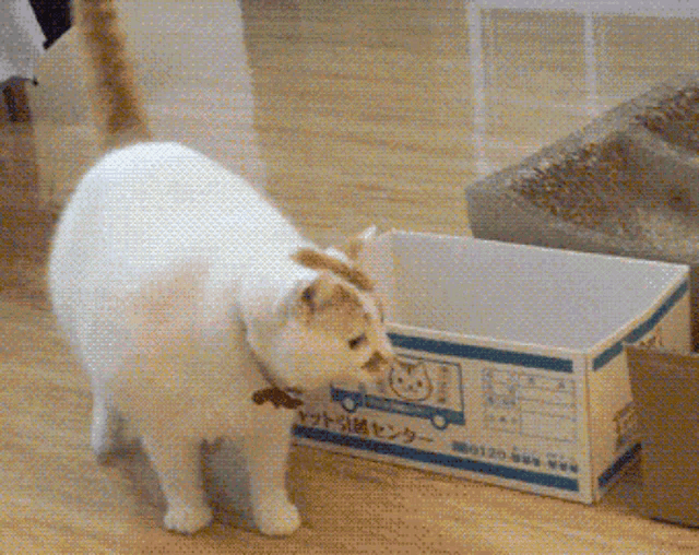 Cat Kitty GIF